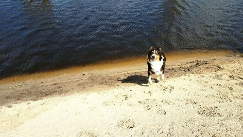 Full length of woman standing on beach