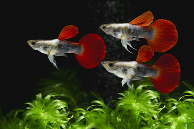 Close-up of fish swimming in sea
