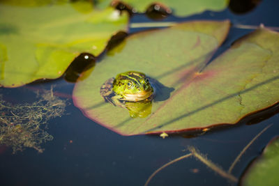 A beautiful common green water frog enjoying sunbathing in a natural habitat at the forest pond. 