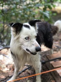 Close-up of dog looking away