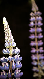 Close-up of flower over black background