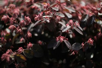 Close-up of pink flowers