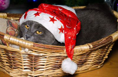 Portrait of funny cat with santa hat at christmas time