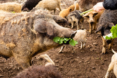 Sheep in a farm