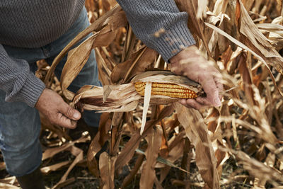 Farmer opening corn while standing at corn farm