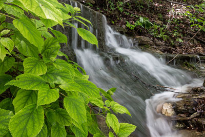 Scenic view of waterfall in forest