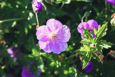 Close-up of pink flowering plant