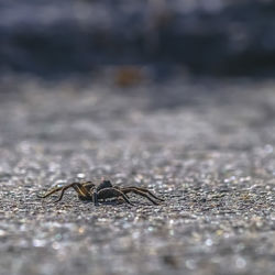 Close-up of insect on road