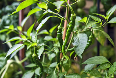 Close-up of green chili peppers plant