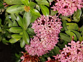 High angle view of pink flowering plant