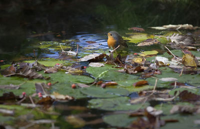Ducks floating on water in lake