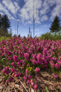 Close-up of pink flowering plants on field against sky