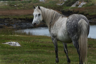 Horse standing in a field