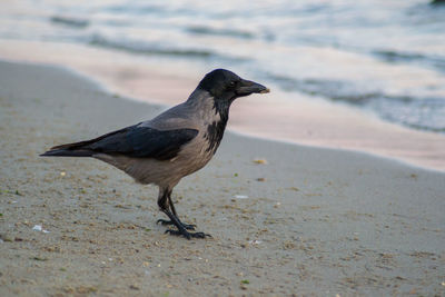 Bird on beach