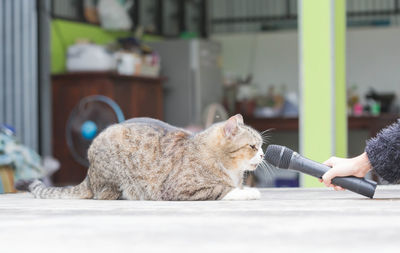 Cat resting on table