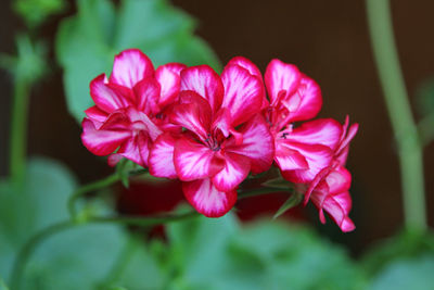 Close-up of pink flowers blooming outdoors