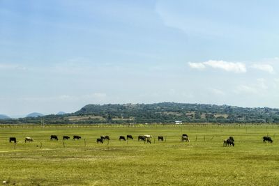 Flock of sheep grazing in a field