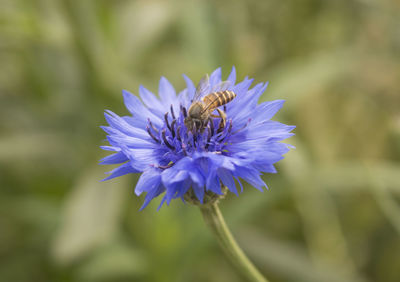 Flying honey bee collecting pollen at blue flower, bee flying over the blue flower in blur backgroun