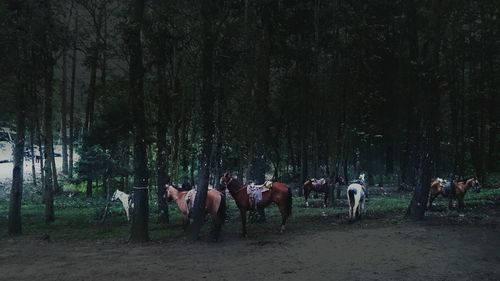 Sheep grazing in field
