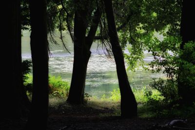 Scenic view of lake with trees in background