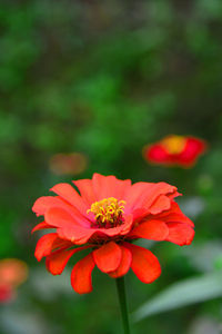 Close-up of red flower blooming outdoors