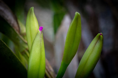 Close-up of fresh green flower buds
