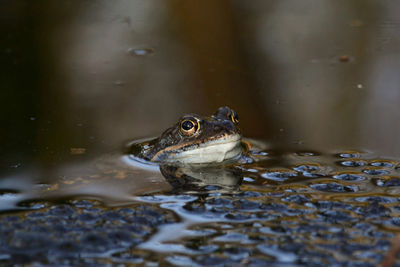 Frog swimming in lake