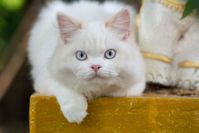 Close-up portrait of white cat