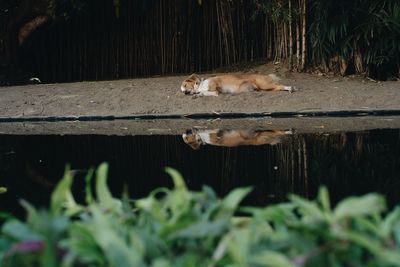 Cat relaxing in a water