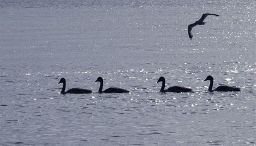 Silhouette birds in a water