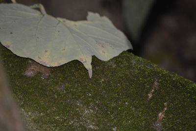 Close-up of water drops on maple leaf