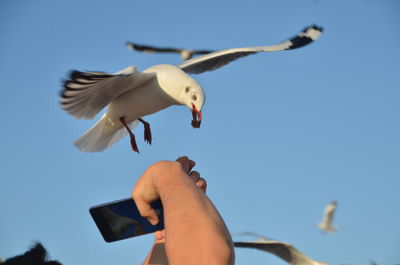 Low angle view of seagull flying