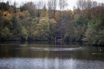 Scenic view of lake in forest