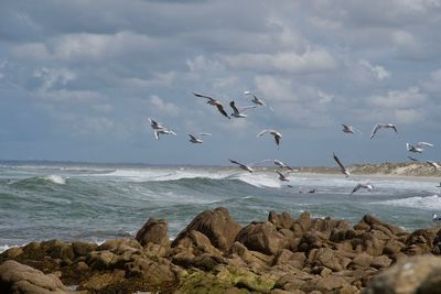 Seagulls flying over sea against sky