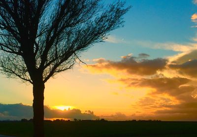 Silhouette tree against dramatic sky