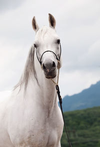 Portrait of horse standing against cloudy sky