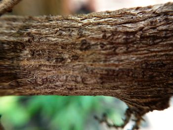 Close-up of tree stump