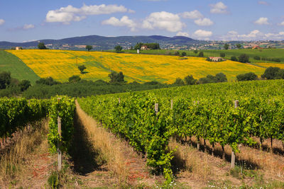 Scenic view of vineyard against sky