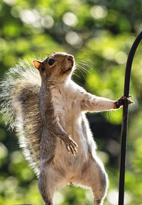 Close-up of squirrel