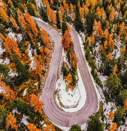 Hairpin in the forest