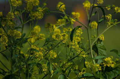 Close-up of yellow flowers