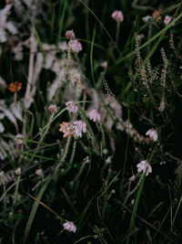 Close-up of flowering plants on field