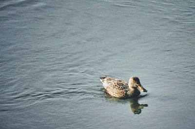 High angle view of duck swimming on lake