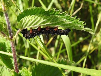 Close-up of insect on plant