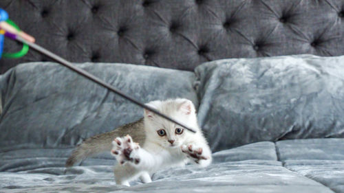 Fluffy white scottish kitten is playing with toy on bed 