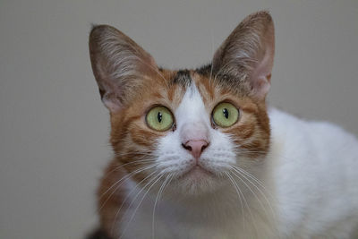Close-up portrait of cat