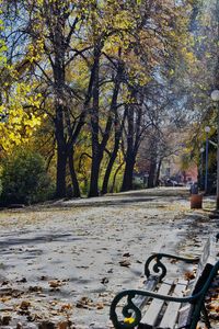 Trees in park