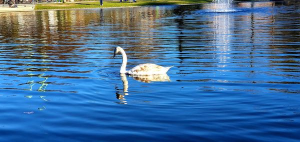 View of duck swimming in lake