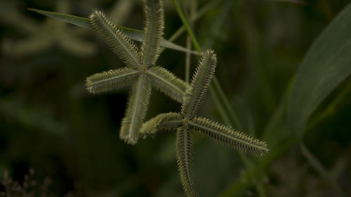 Close-up of plant