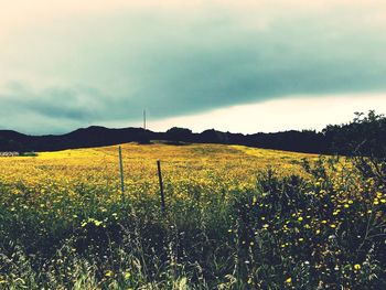 Yellow flowers on field against sky